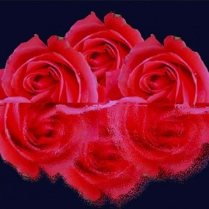 Prather_Anne_Reflection.jpg-nggid042736-ngg0dyn-0x360-00f0w010c010r110f110r010t010