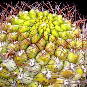 Prather-Anne_Crown-of-spines.jpg-nggid042950-ngg0dyn-0x360-00f0w010c010r110f110r010t010