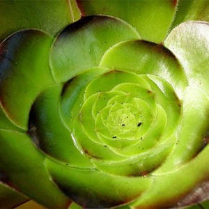 Prather-Anne_Golden-Succulent-Glow.jpg-nggid042949-ngg0dyn-800x600-00f0w010c010r110f110r010t010