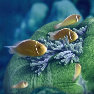 Johnsopn_MaryBess_Green-Apple-3_UnderSea-Potography.jpg-nggid042986-ngg0dyn-800x600-00f0w010c010r110f110r010t010