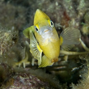 Johnson_Mary-Bess_Face-to-Face.jpg-nggid043149-ngg0dyn-800x600-00f0w010c010r110f110r010t010