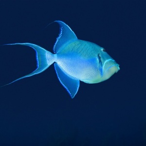 Johnson_Mary-Bess_In-the-Blue.jpg-nggid043153-ngg0dyn-800x600-00f0w010c010r110f110r010t010