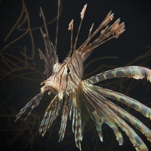 Johnson_Mary-Bess_Pennants-and-Plumage.jpg-nggid043150-ngg0dyn-800x600-00f0w010c010r110f110r010t010