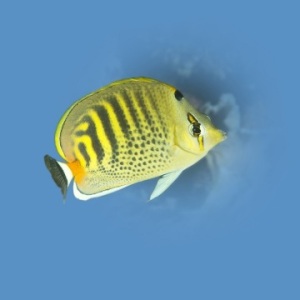 Johnson_Mary-Bess_UnderSea-PHotography_Spot-Band.jpg-nggid043159-ngg0dyn-0x360-00f0w010c010r110f110r010t010