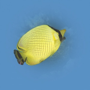 Johnson_Mary-Bess_UnderSea-Photograqphy_Lemon-Grater.jpg-nggid043163-ngg0dyn-800x600-00f0w010c010r110f110r010t010